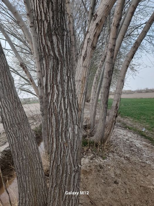 Тол сотилади 600 дона  60 минг нархи