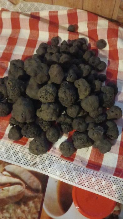 Trufe/rafinate;delicatese;benefice;sanatoase,tartufi