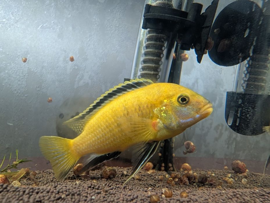 Продам аквариумную рыбку