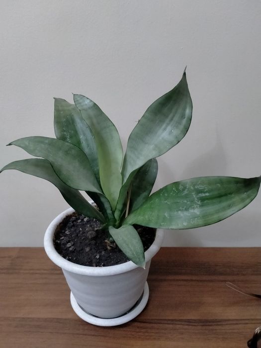 Продам сансевиерию Муншайн