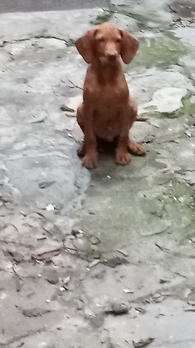 Vijla maghiara, magyar vizsla