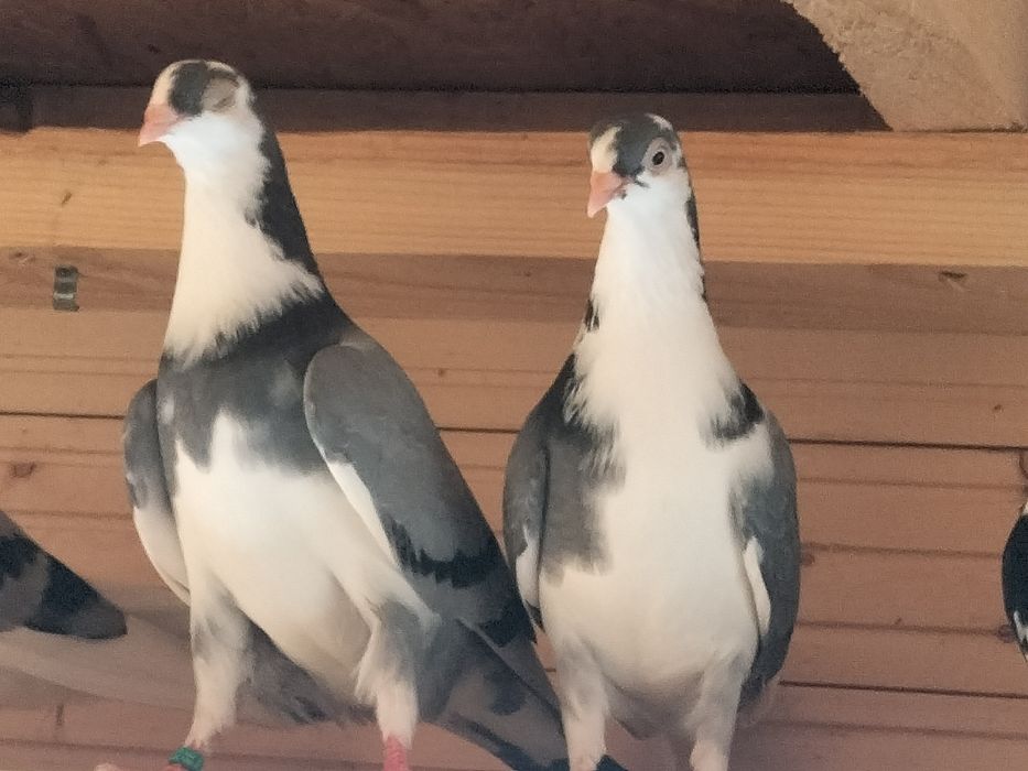 Galateni de zbor și de joc