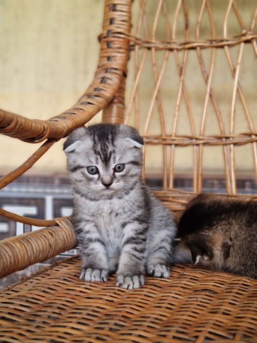 Серебристый шиншила