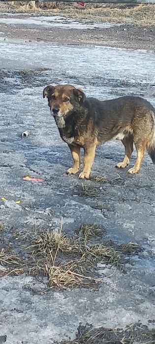 Отдам щенят в добрые руки