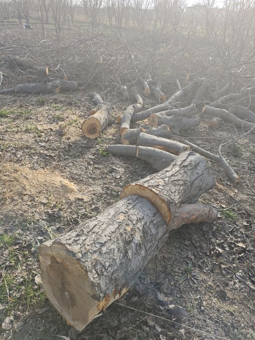 Ўтин сотилади келишилган ҳолда