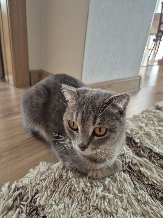 Кошка по кличке Смоки, ищет себе семью
