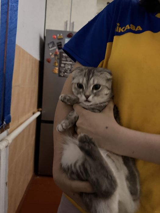 шотландская вислоухая (Scottish Fold)
