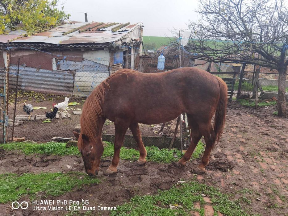 Кобила 155 см висока