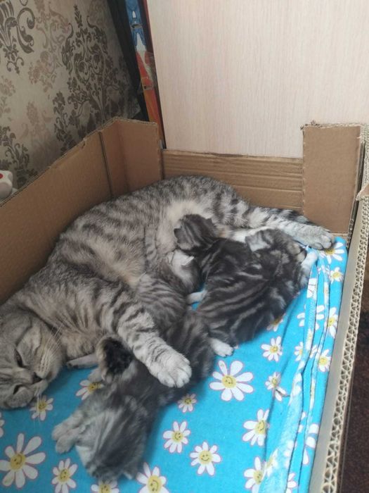 Продам котят породы  британцы