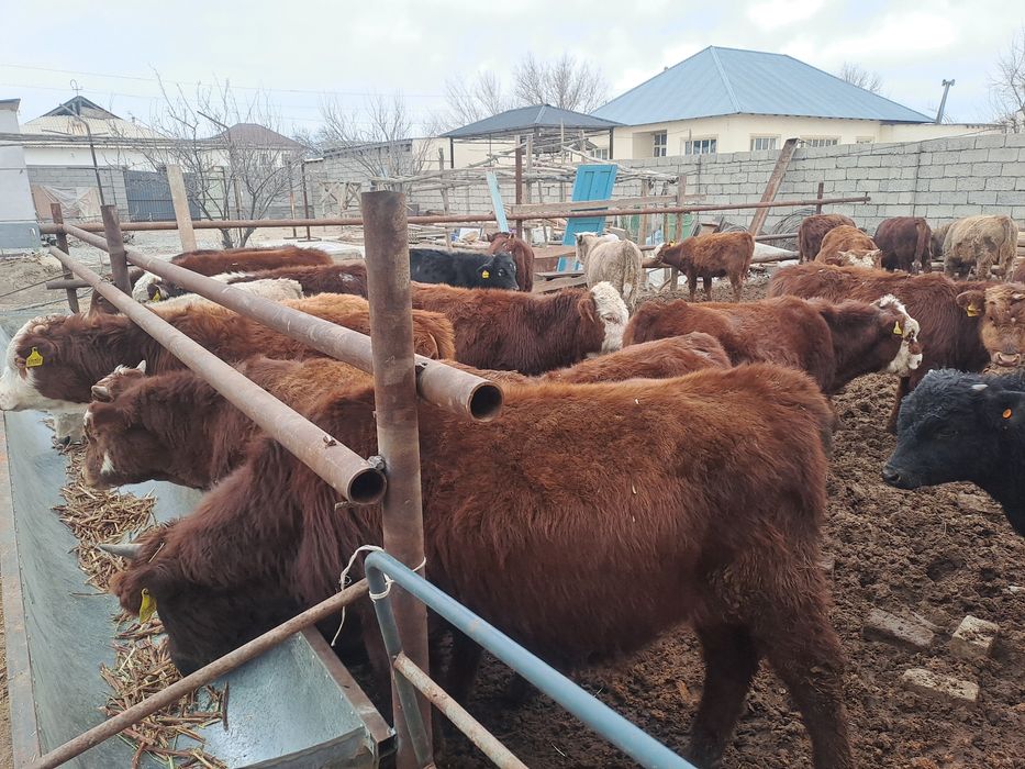 36бас потсостар сатылады 420мыннан