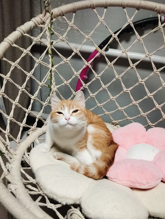 Кисы в добрые ручки