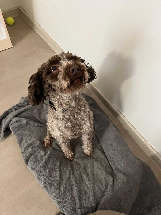 Търсим добро семейство за нашето куче