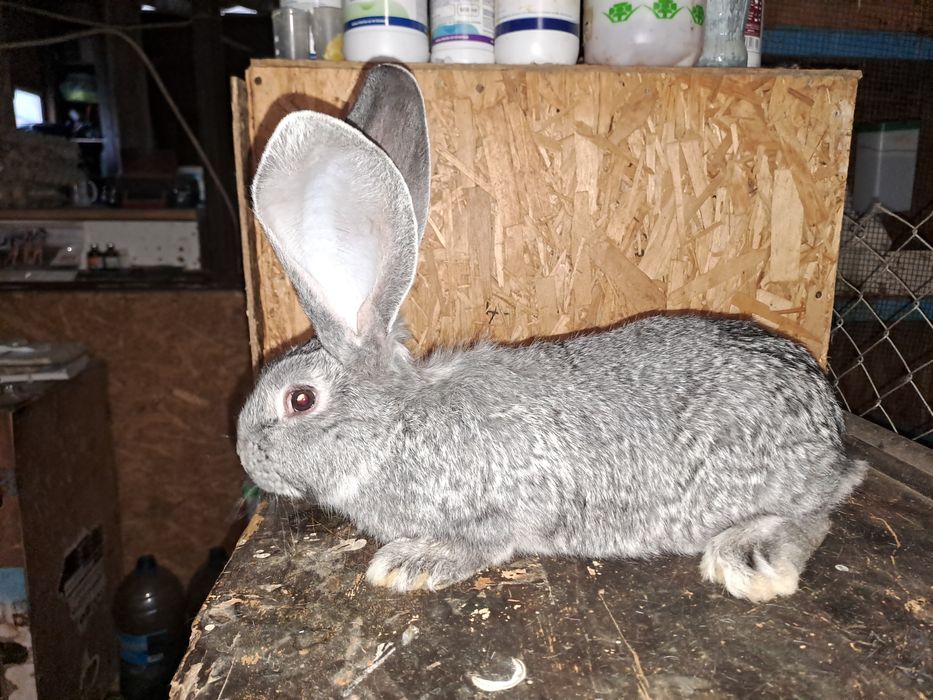 Uriaș german chinchilla pui