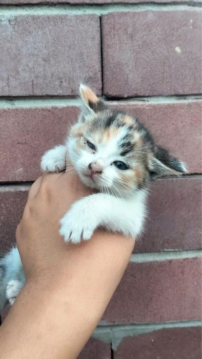 Коята бесплатно в добрые руки