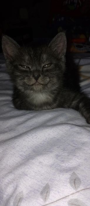 Породистые котята