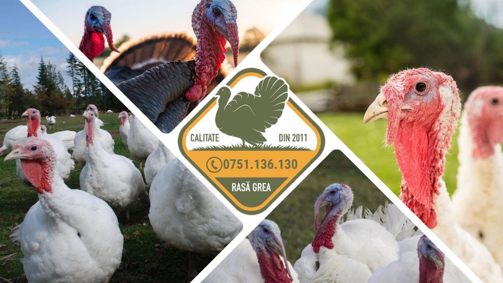 Pui curca 1.5 - 2 kg (livrari in multe județe)