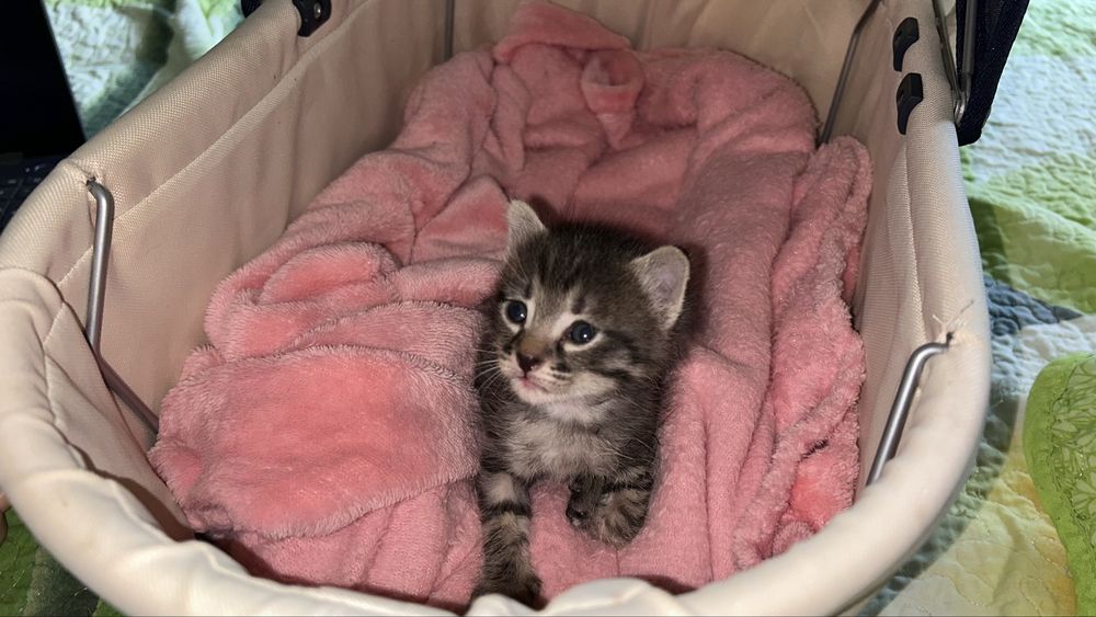 Отдам котенка маленького