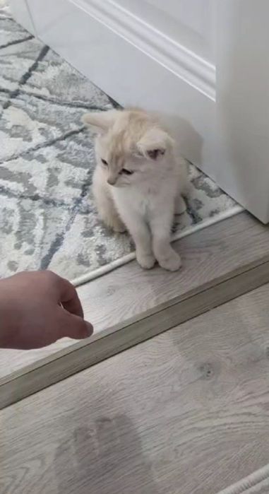 Маленькая милая кошечка необычного цвета около 2 месяцев