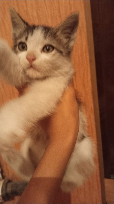 Отдам бесплатно котят в ДОБРЫЕ руки.