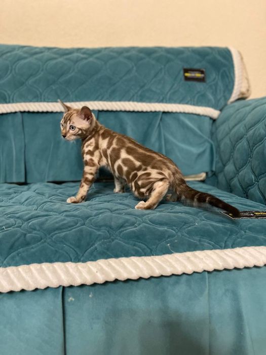 Элитные бенгальские котята!