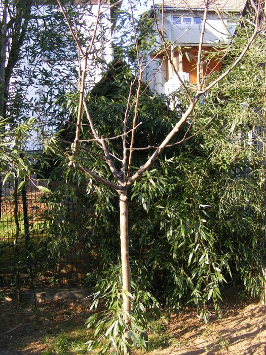 Bambus de exterior, de gradina, de padure