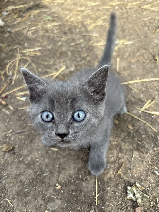 Отдам котят с добрые руки