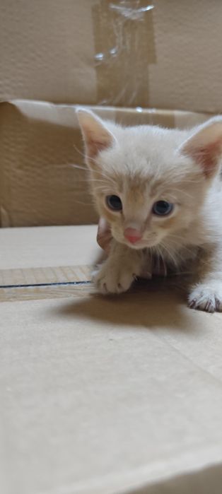 Отдам котенка в добрые руки