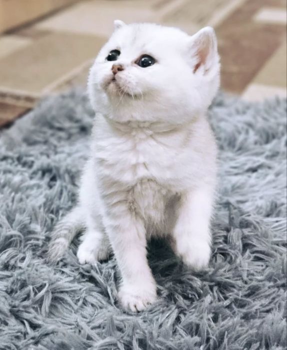 Котята британской шиншиллы
