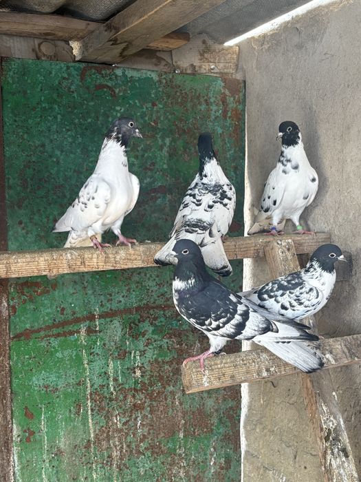 Голуби. Широкохвостые. Бакинские