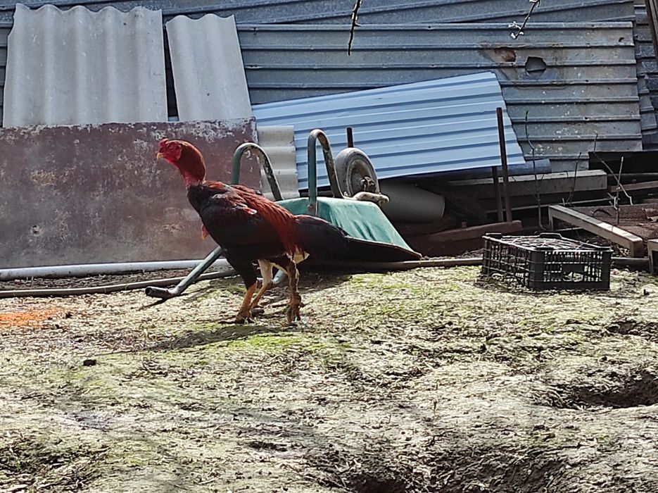 Бойцовый петух с 3 курицами