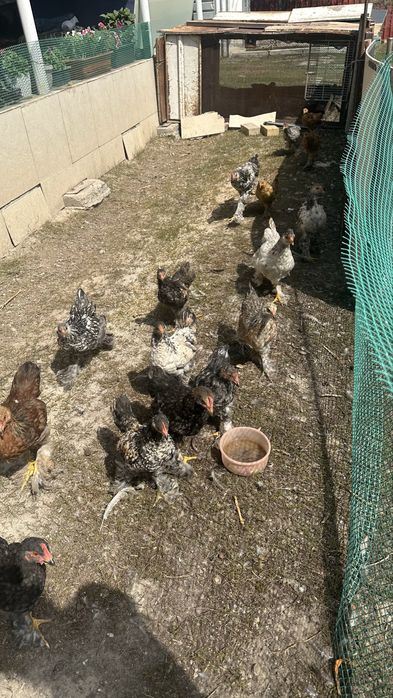 Цыплята средние домашние