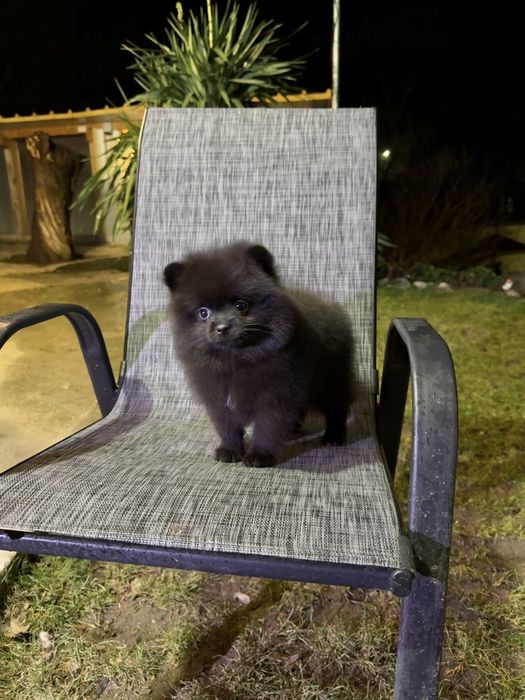 Померан момиче със втора ваксина