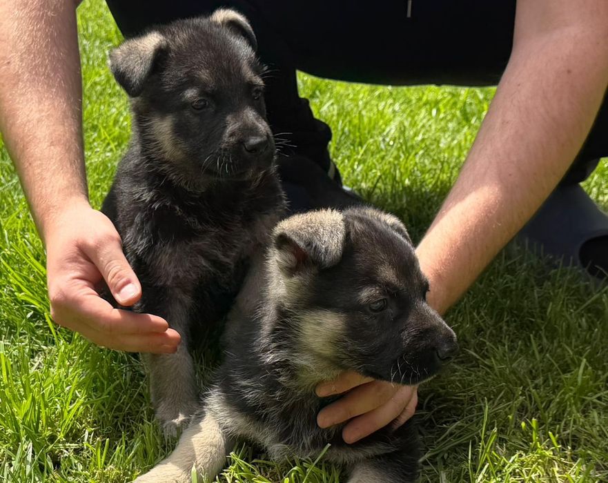 Продам щенков Восточно-европейской овчарки