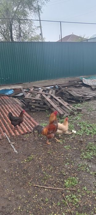 Кораз петух сатам