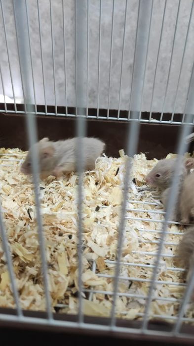 Отдам даром хомячков