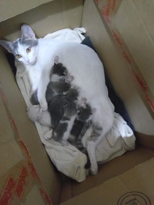 котята бесплатно