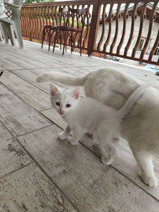 Подарявам котенца
