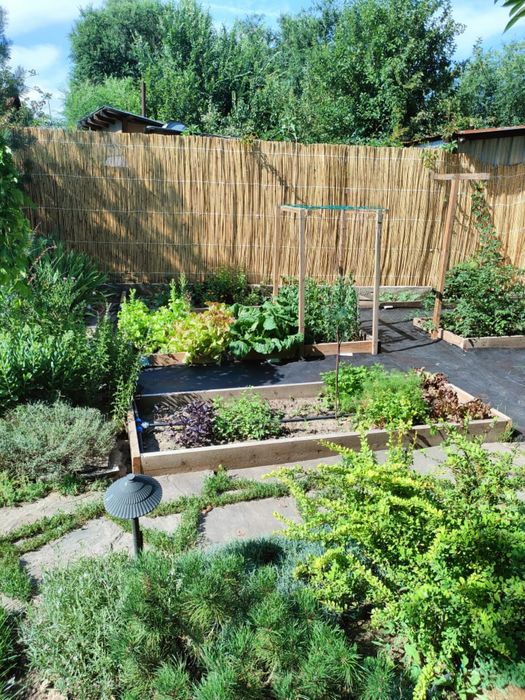 Декоративный камыш