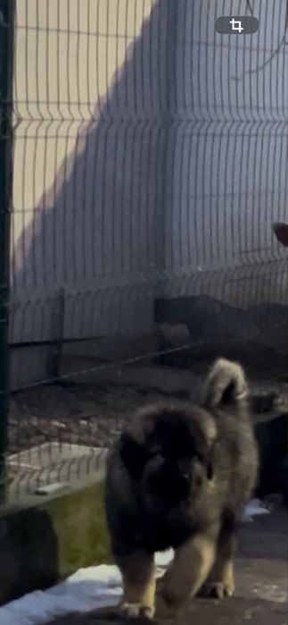 Pui ciobanesc caucazian cu pedigree