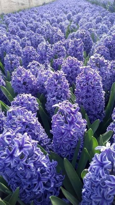 Тойбастар комнатные цветы