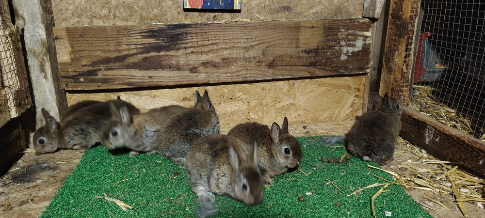 Vand iepuri Rex  Castor pitic/ albastru vienez