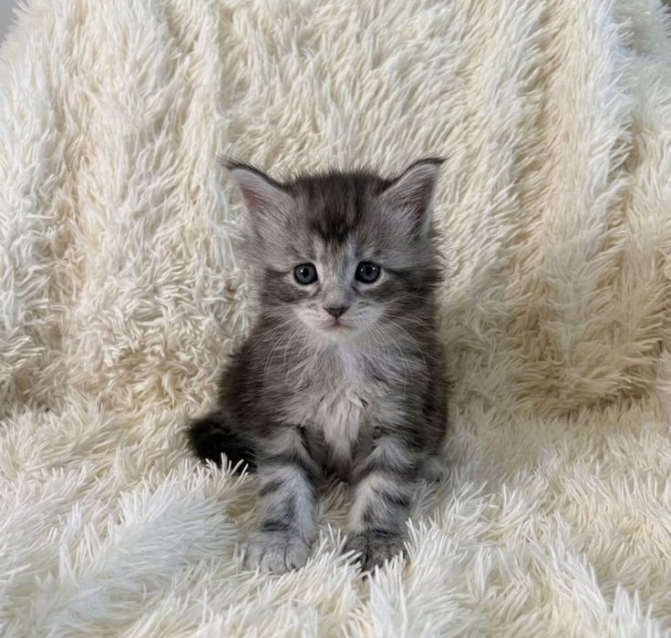 Котята мейн-куна с родословной