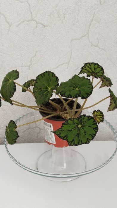 Продам комнатные цветы.