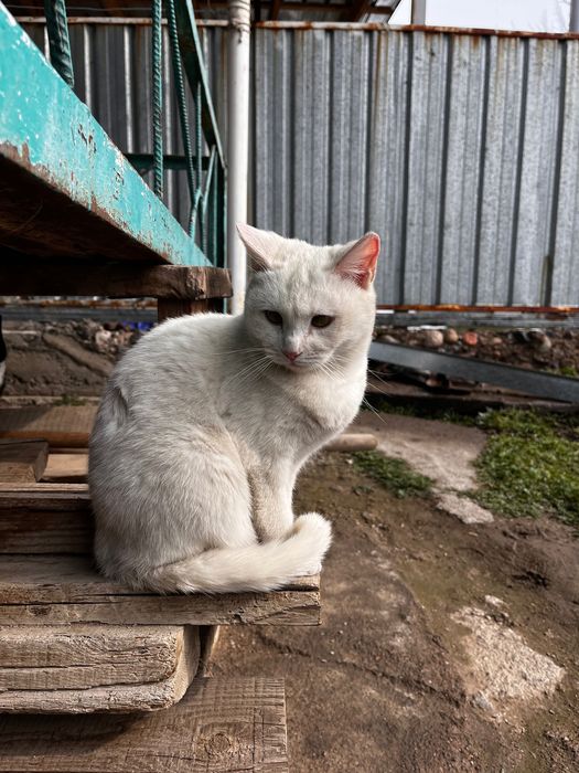 Отдадим в добрые руки