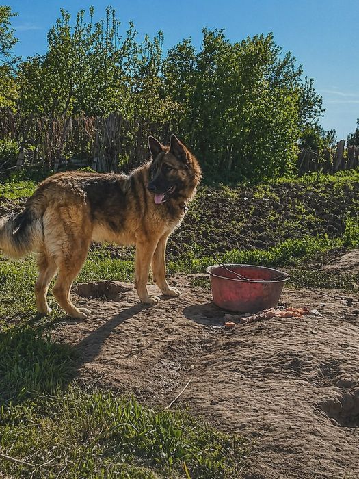 Продаю овчарку срочно