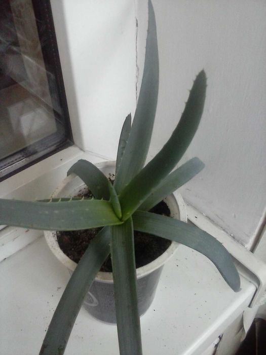 Алоэ Вера лечебное растение