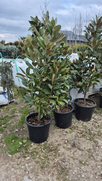 Platan  acer platanoides  catalpa  globular