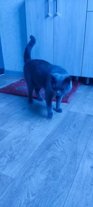 Кот скотиш страид для вяску. Mushuk qöshish uchun skotish straid.