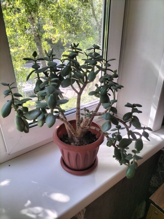 Цветы комнатные.