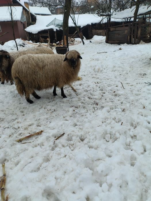 Disponibile oi tinere